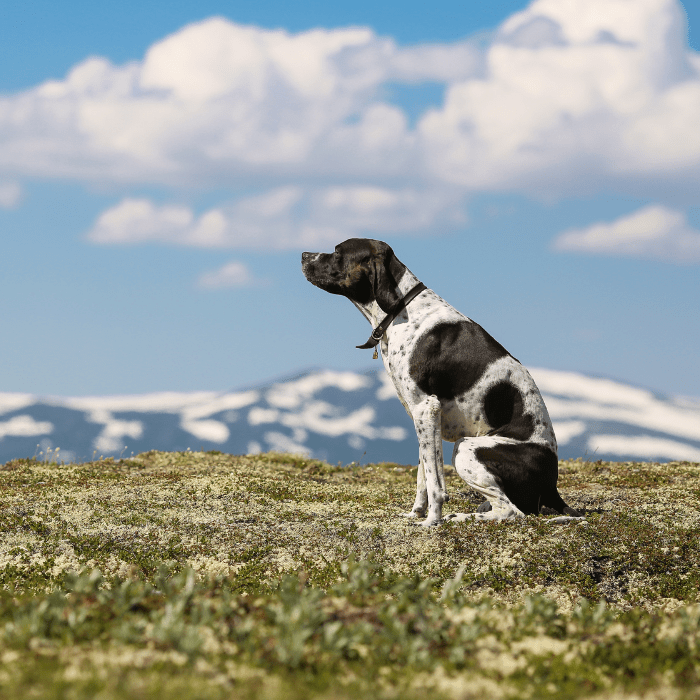English Pointer Geschichte und Charakter Passion Hund