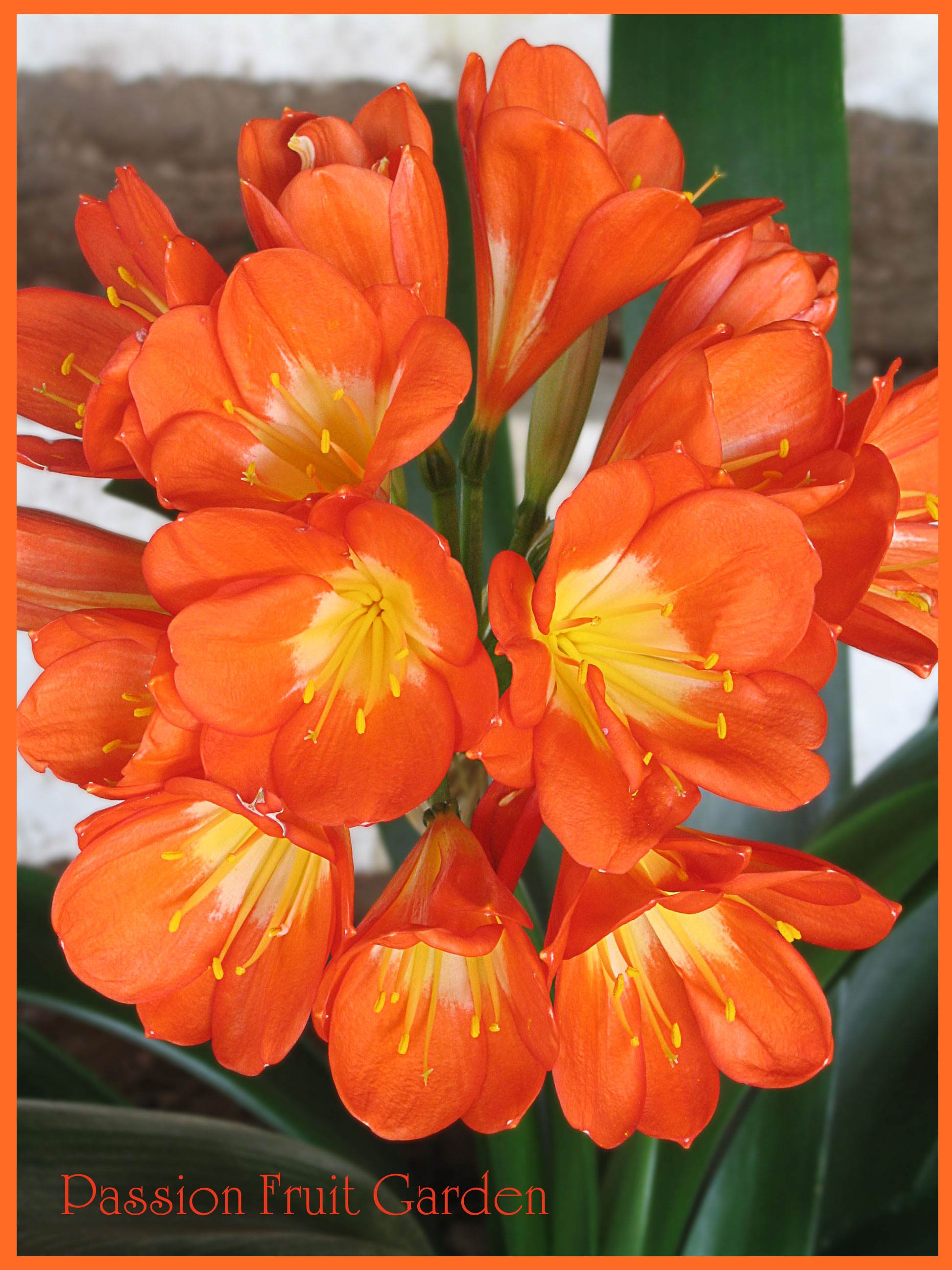 Where to buy Clivias in Perth Passion Fruit Garden