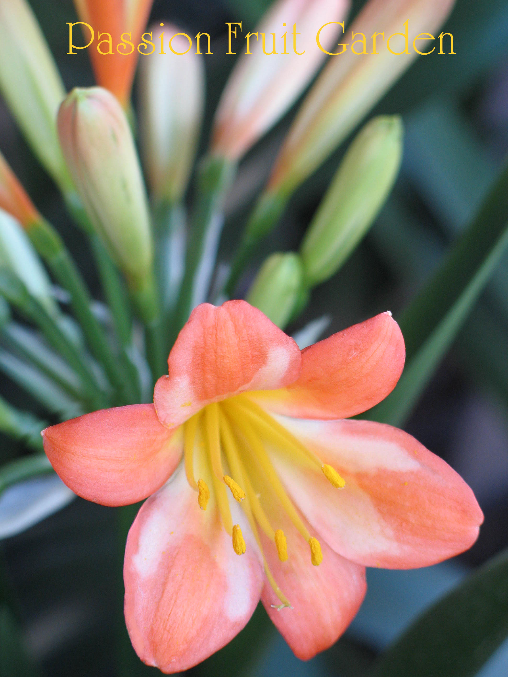 Where to buy Clivias in Perth Passion Fruit Garden