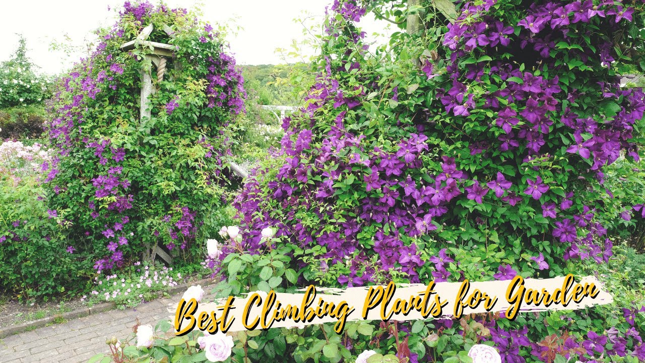 10 Best Beauty Climbing Plants for Garden Arches PassionGardener
