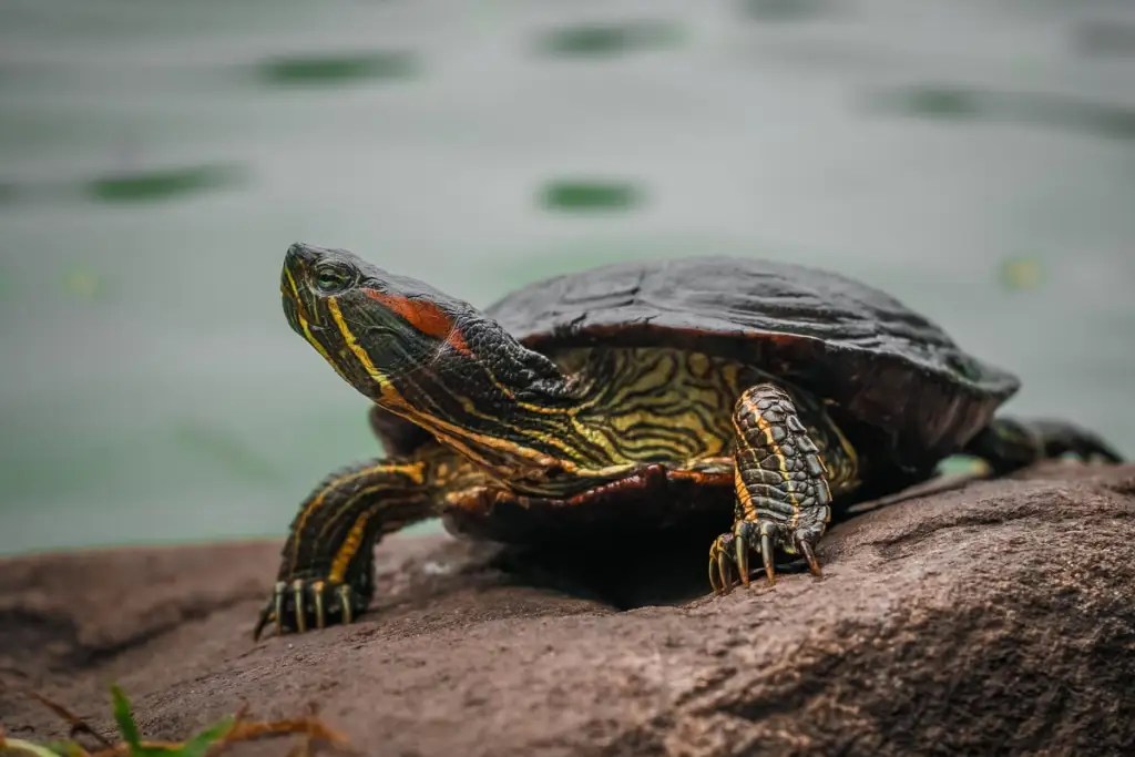 buy turtles online best place to buy turtles online