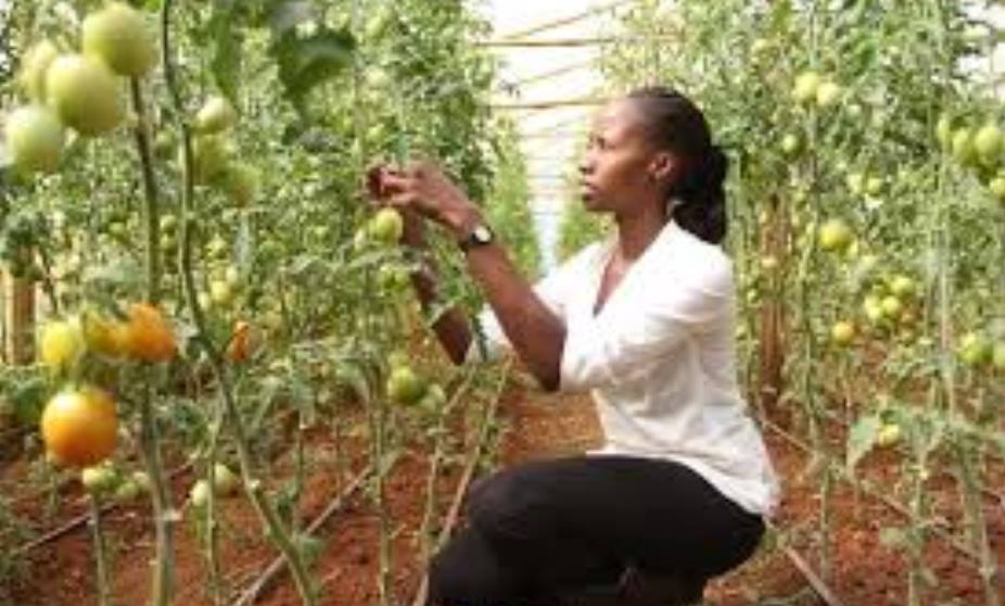 What is Fruit Farming Passnownow