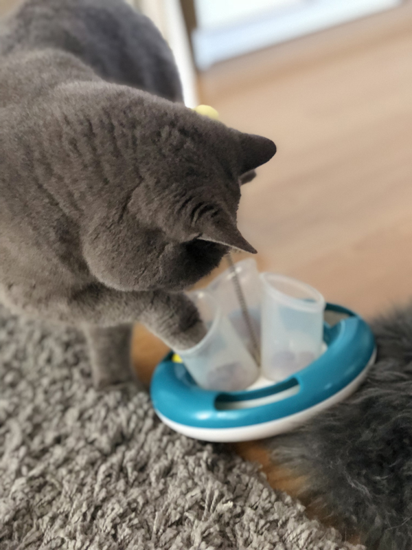 "Wie beschäftige ich meine Katze" wenn ich einen VollzeitJob habe