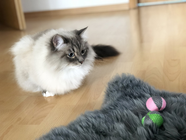 "Wie beschäftige ich meine Katze" wenn ich einen VollzeitJob habe