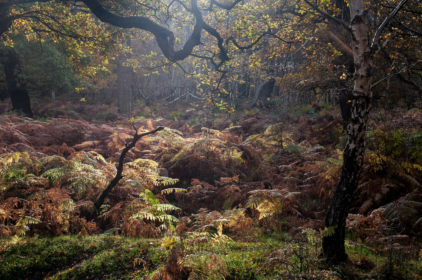 November 17 1815 Windsor Forest pastnow