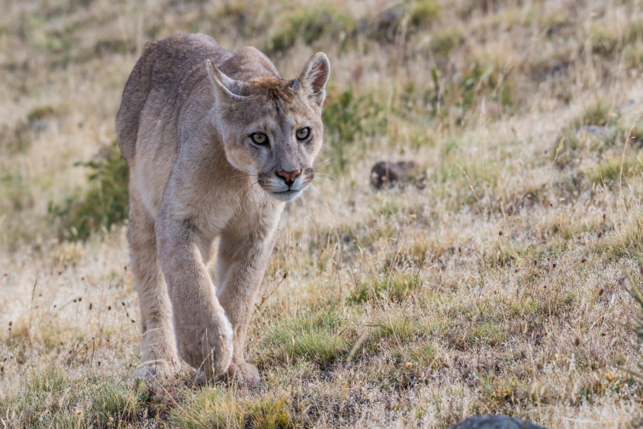 Puma Watching Puma Safari photography Torres del Paine