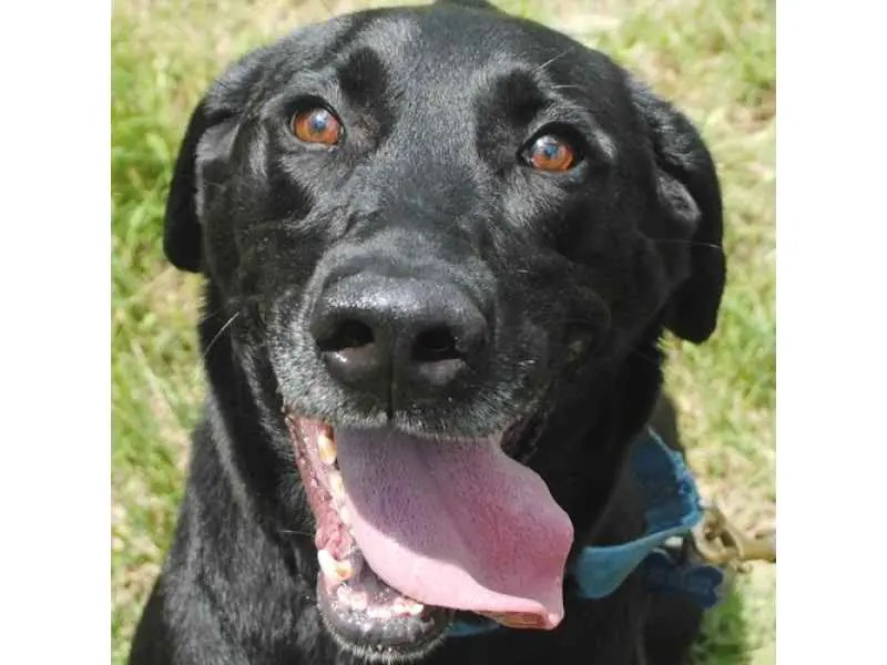 LifeLine Animal Project Presents our Amazing Pets of the Week! Tucker