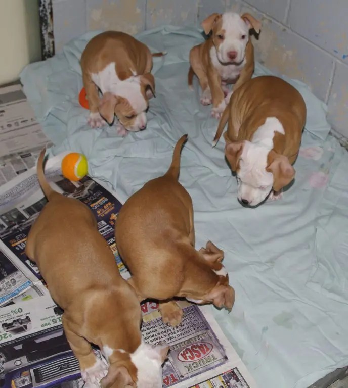 Puppies For Adoption! Coventry, RI Patch