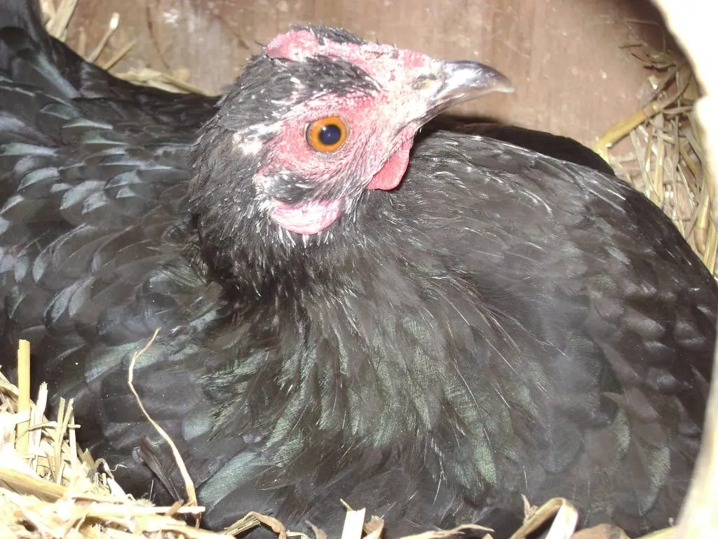 Backyard Chicken Ordinance Gains Momentum in Eagan Eagan, MN Patch