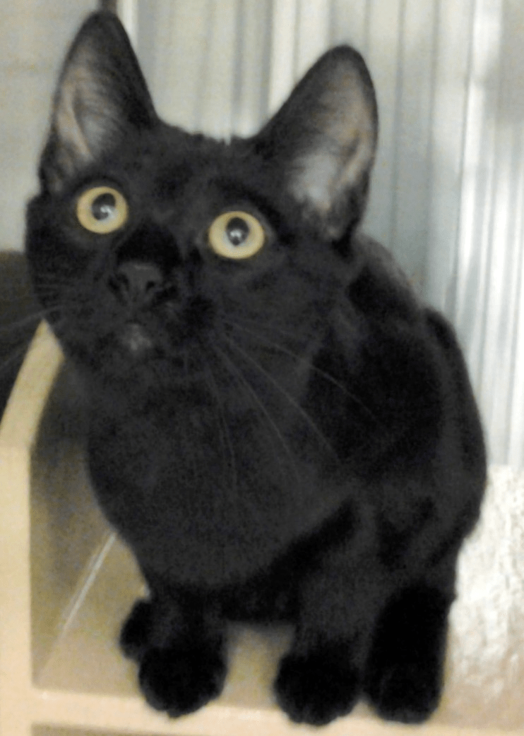 The Ark's CAT & KITTEN ADOPTION San Juan Capistrano, CA Patch