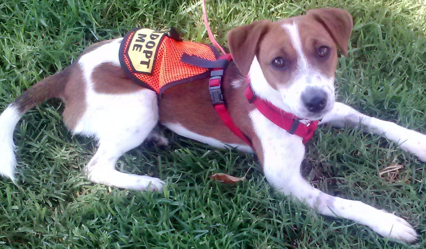 The Ark of San Juan KITTEN, CAT & DOG adoption San Clemente, CA Patch