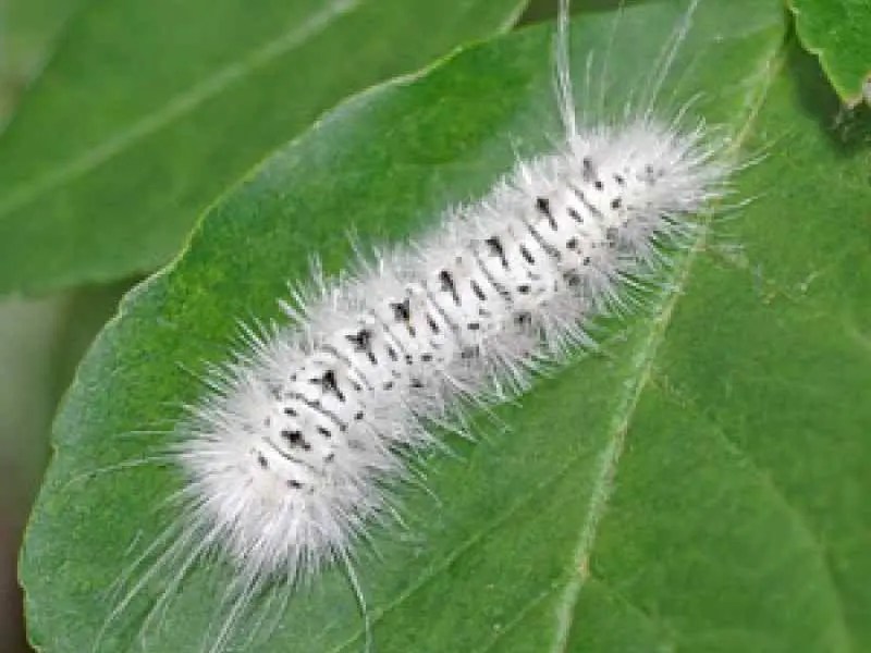5 Fast Facts About The RashInducing Caterpillar Found In PA