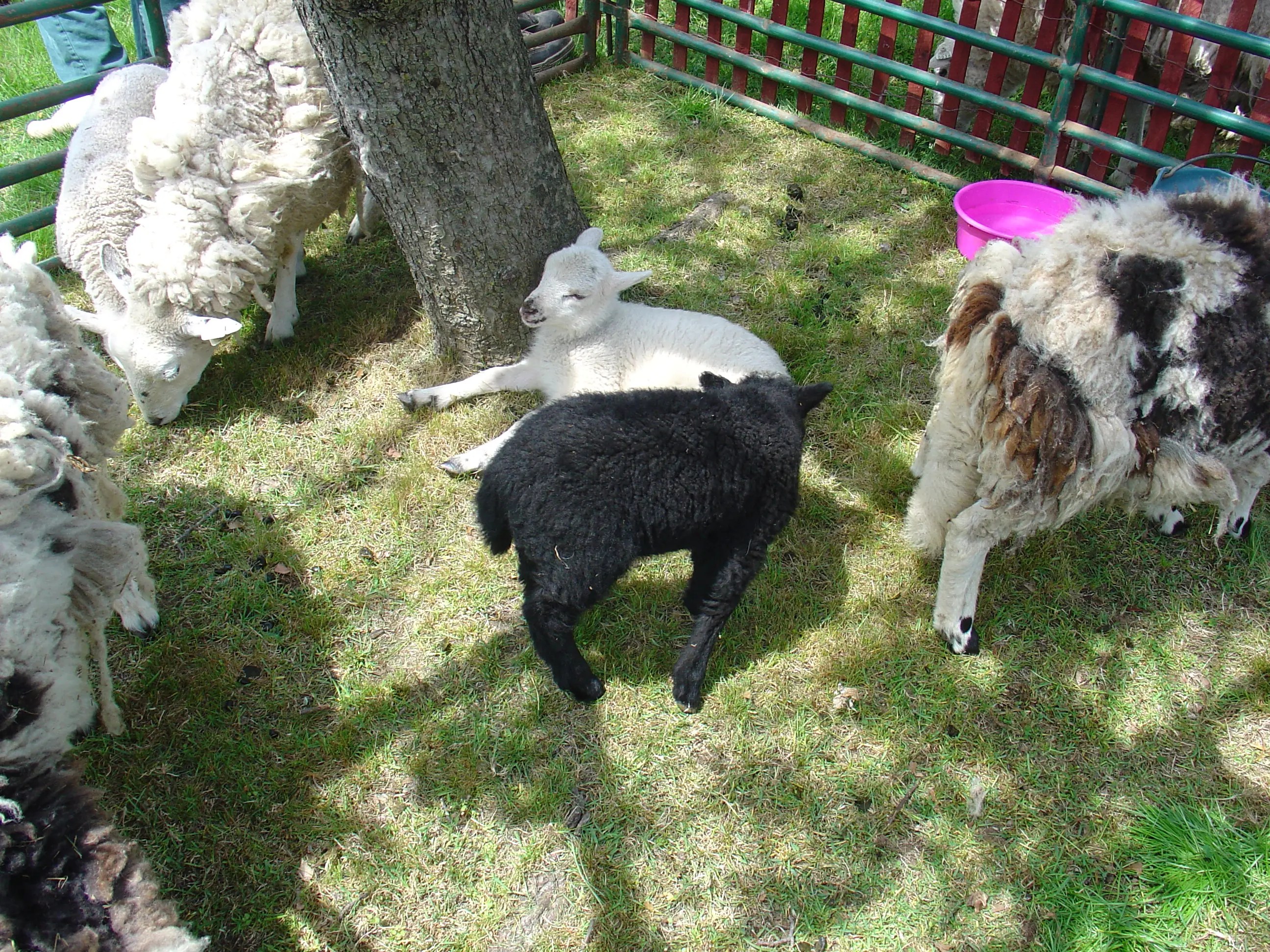 Sheep to Shawl Festival at the MillerCory House Museum Westfield, NJ