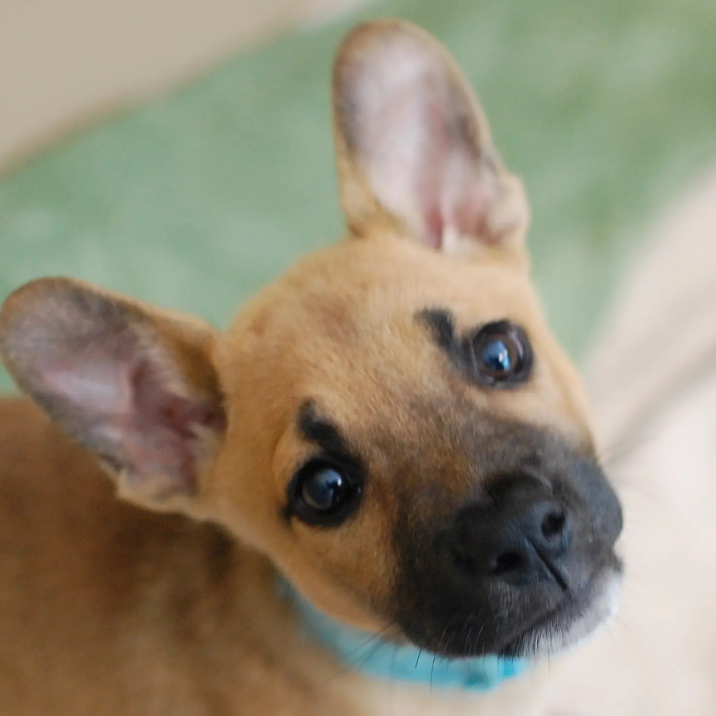 Northeast Animal Shelter is hiring! Salem, MA Patch