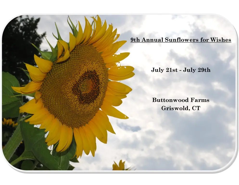 9th Annual Sunflowers for Wishes to take place July 21st July 29th at