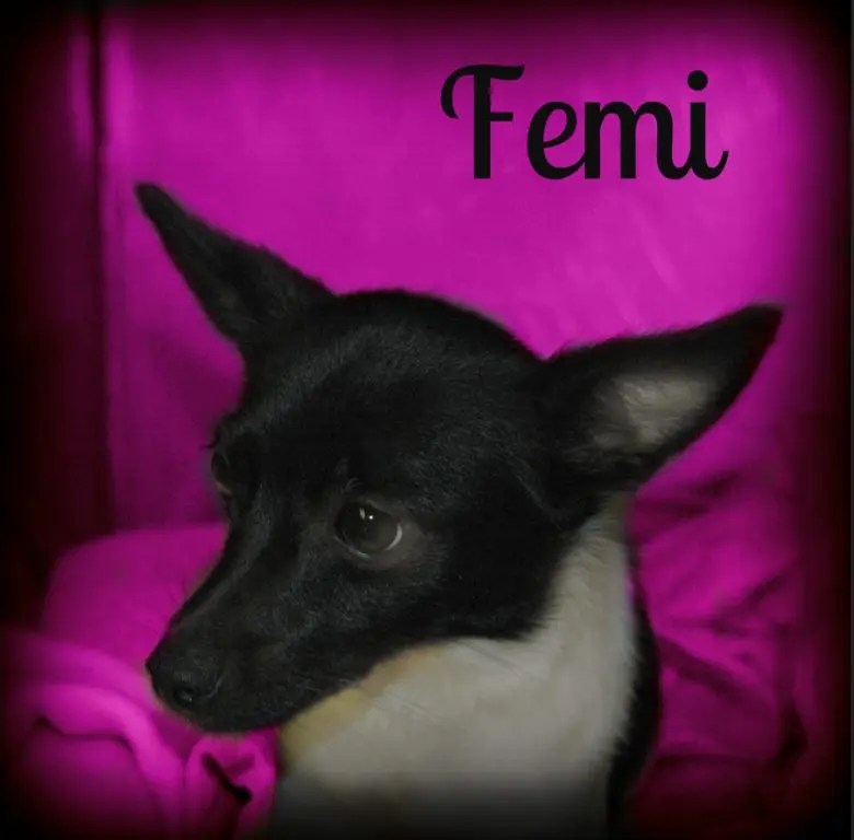 Rescue Puppies for Adoption this Weekend in Stratford Stratford, CT Patch
