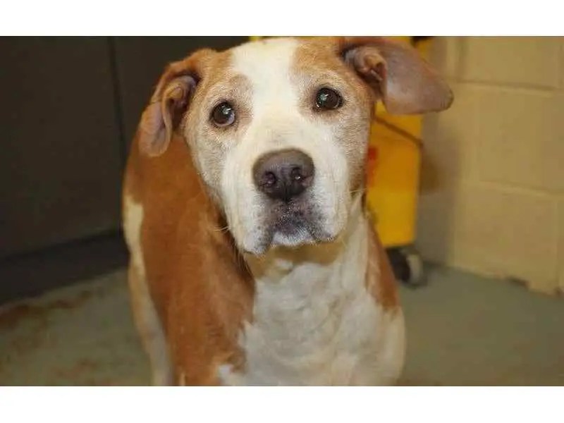 'Senior' Dog Set To Be Put Down In Philadelphia, Rescuers Sought