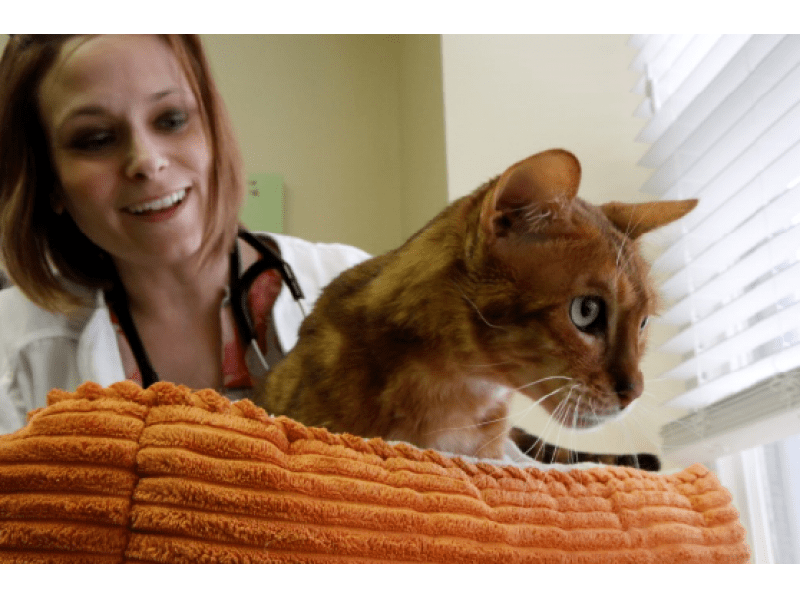 Malvern Veterinary Center Holds Open House Malvern, PA Patch