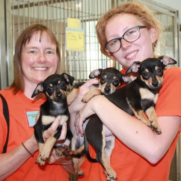 Local Woman Makes Big Contribution to Animal Shelter Salem, MA Patch