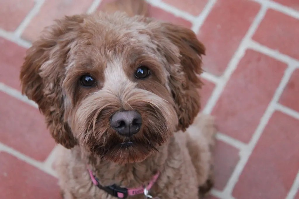 CONTEST Who Has the Cutest Dog in San Mateo? San Mateo, CA Patch