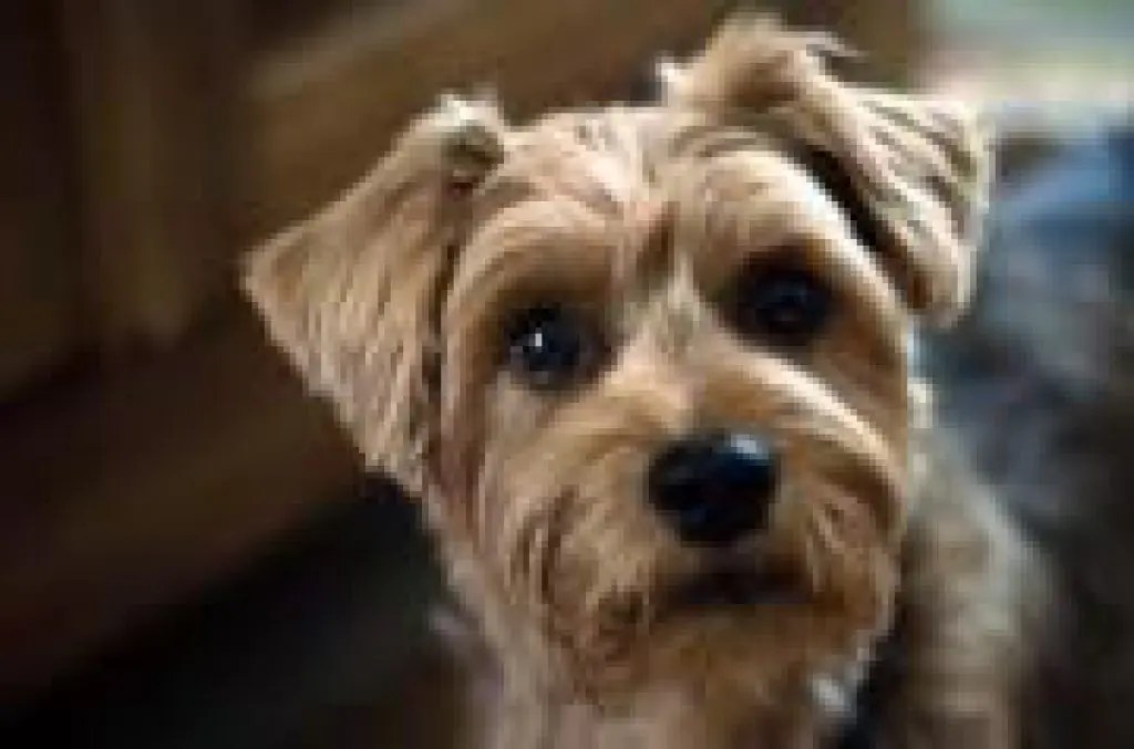 CONTEST Who Has the Cutest Dog in San Mateo? San Mateo, CA Patch
