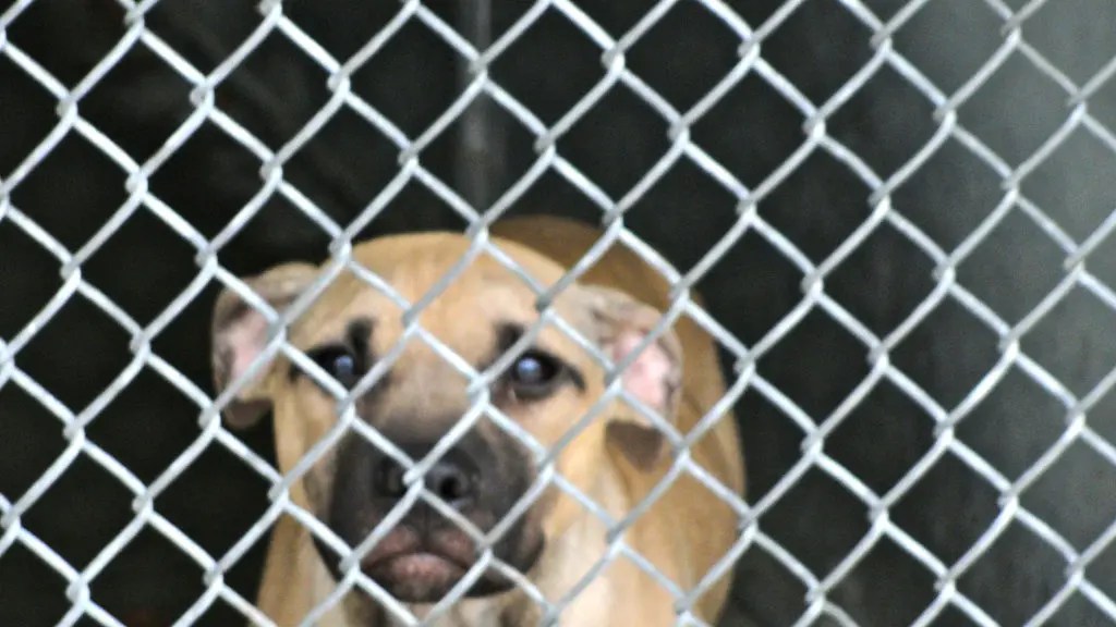 13 Rescued Pit Bulls Get TLC at North Hempstead Animal Shelter Port