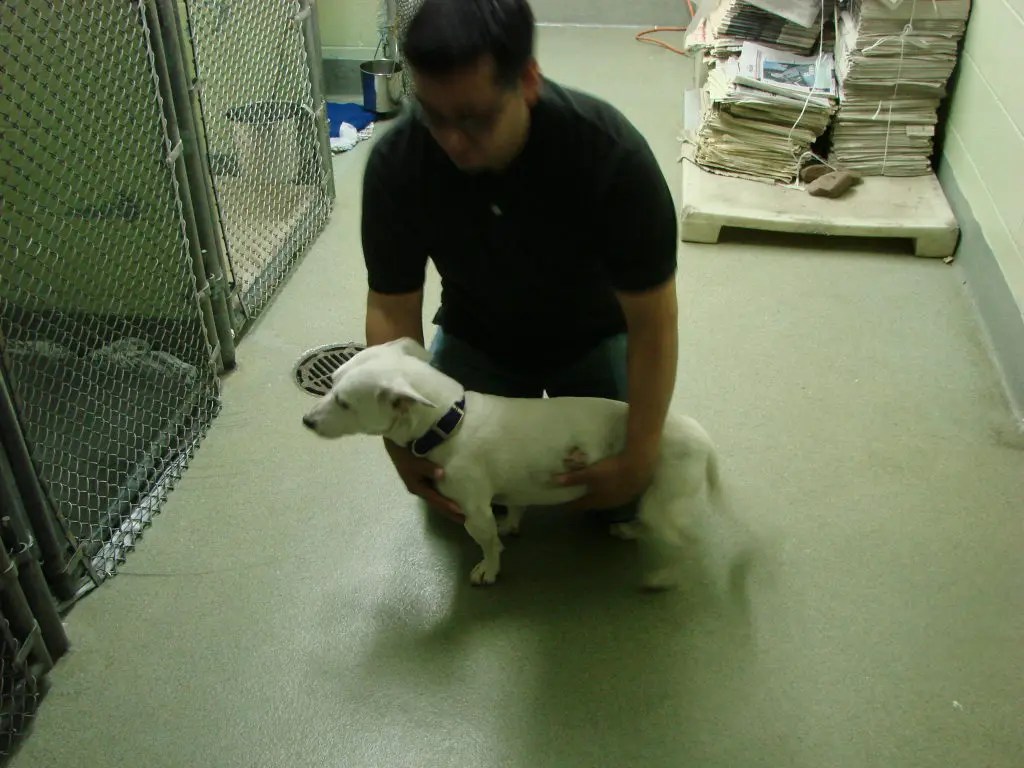 Shelter Defends Volunteer Ban Amid Escalating Protests Bloomfield, NJ