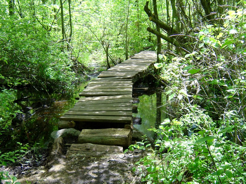 Salem Woods Hike Salem, MA Patch