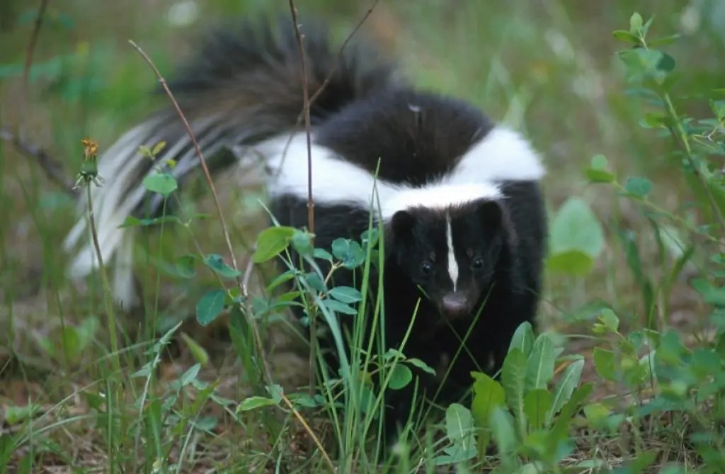 No solitary element is responsible for the smell of the cheese strain, but the subtle combination of many cheese. Skunks How To Get The Smell Out Joliet Il Patch