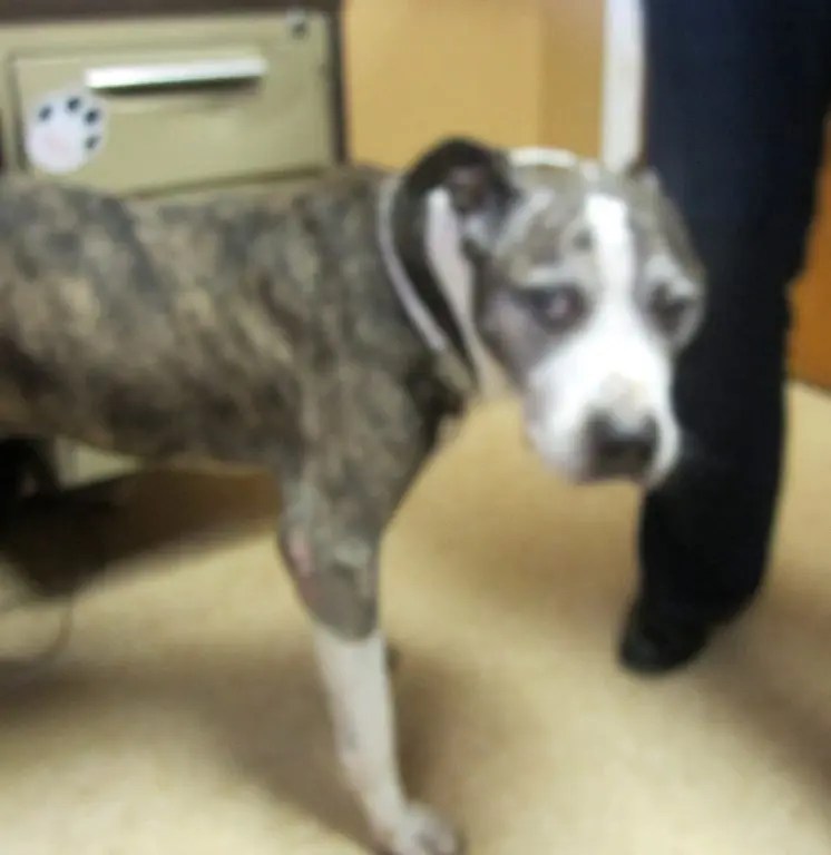 Free Cats and Dogs Available at Hempstead Animal Shelter through