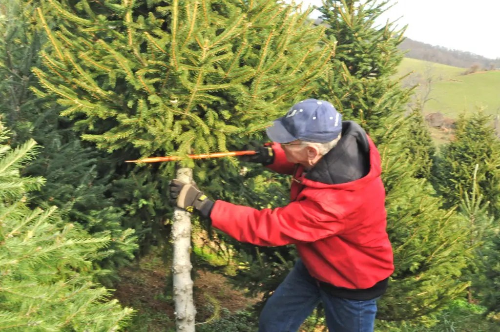 Find and Cut Down Your Own Perfect Christmas Tree Dacula, GA Patch
