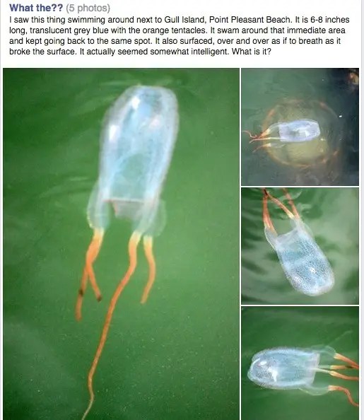 WATCH Dangerous Jellyfish, With Severe Sting, At Jersey Shore Red Bank, NJ Patch
