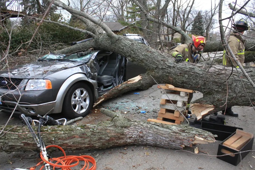 Falling Tree Hits Car Carrying Family of Six, Two Injured Wilmette