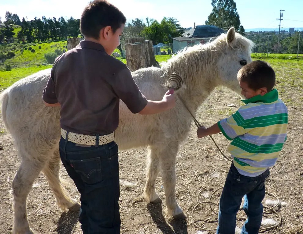 Two Castro Valley Horse Tales Mustangs and Vaqueros Castro Valley