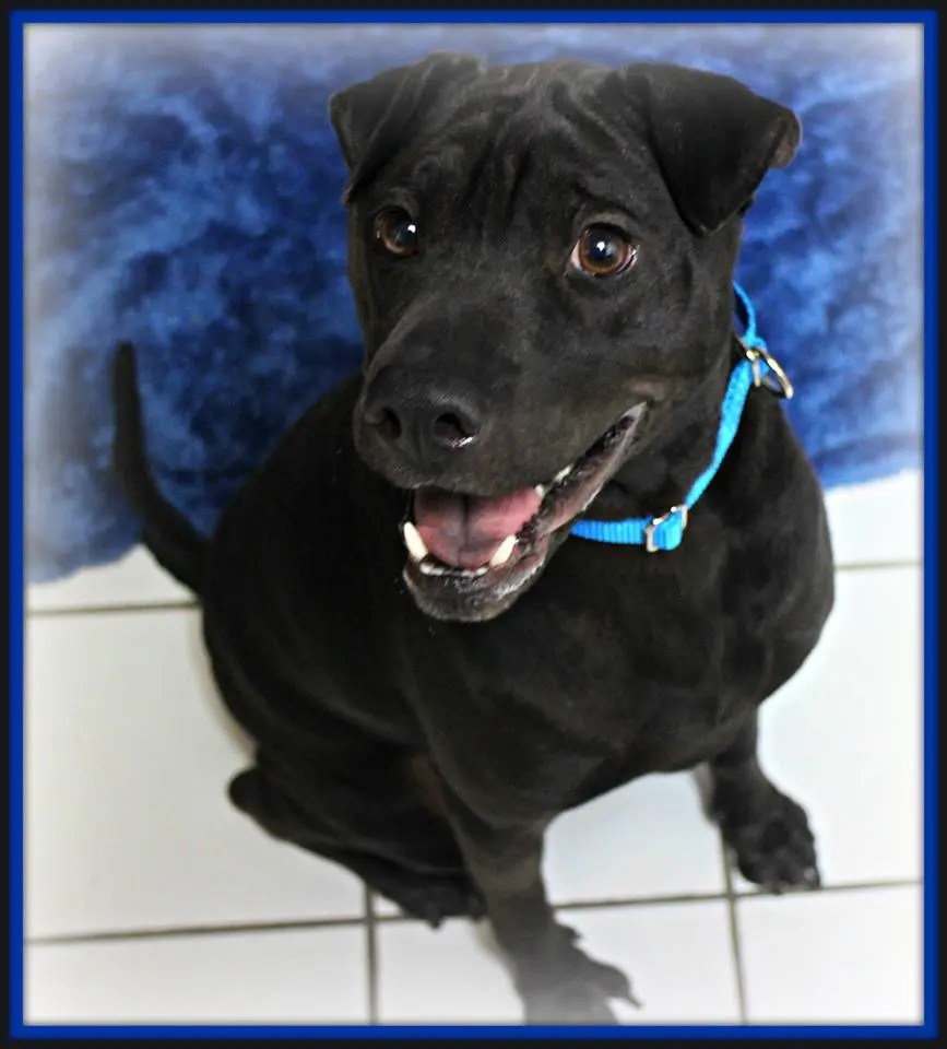 Dog That Drowned In Mystic Island Lagoon Was Favorite At Popcorn Park