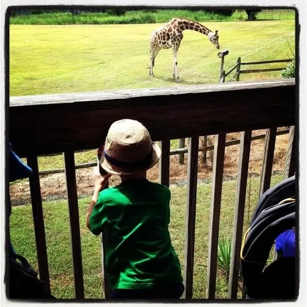 Cape May County Zoo Among the Four Most Family Friendly Zoos in America