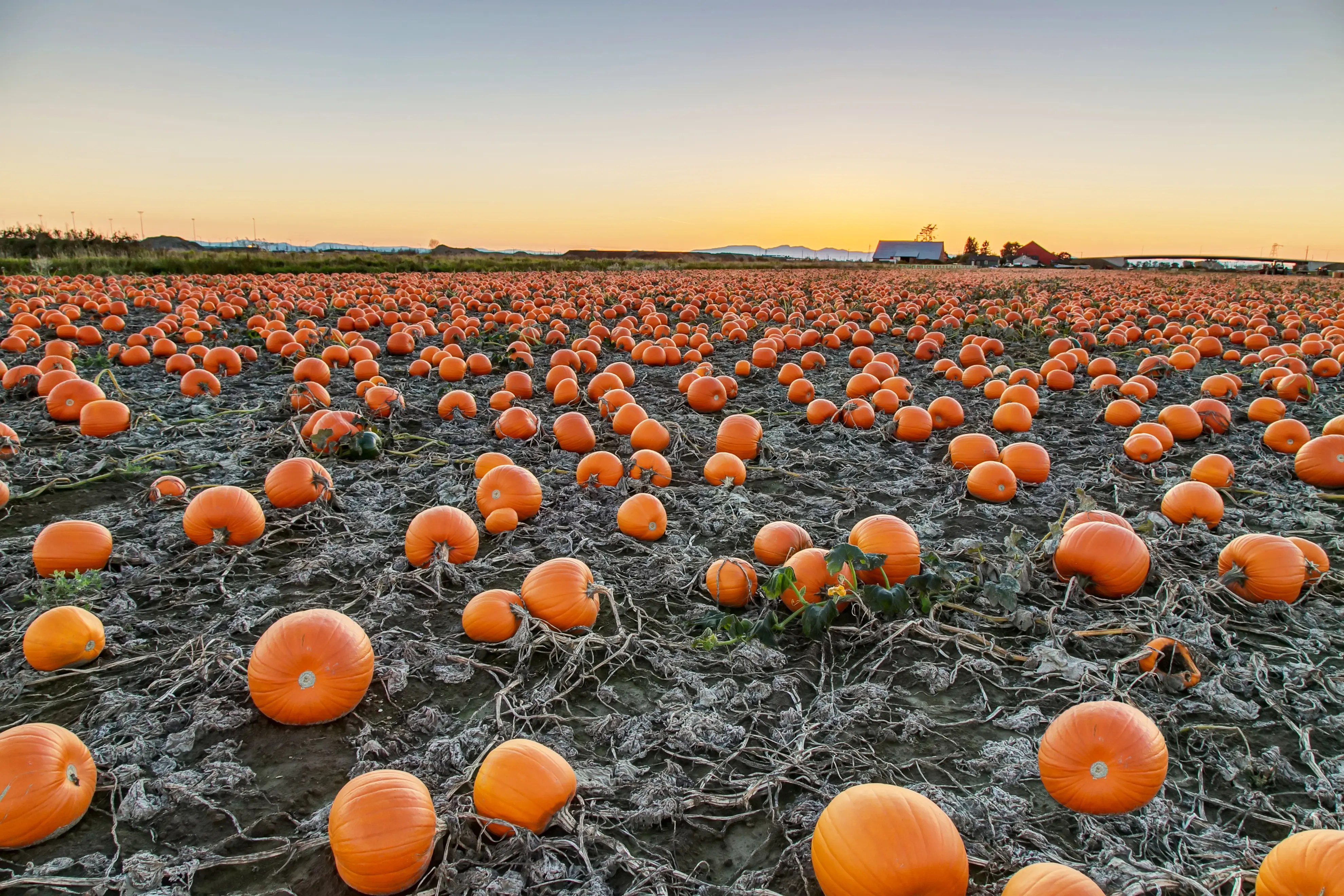 Weekend Fun Find A Pumpkin Patch Near Boston Boston, MA Patch