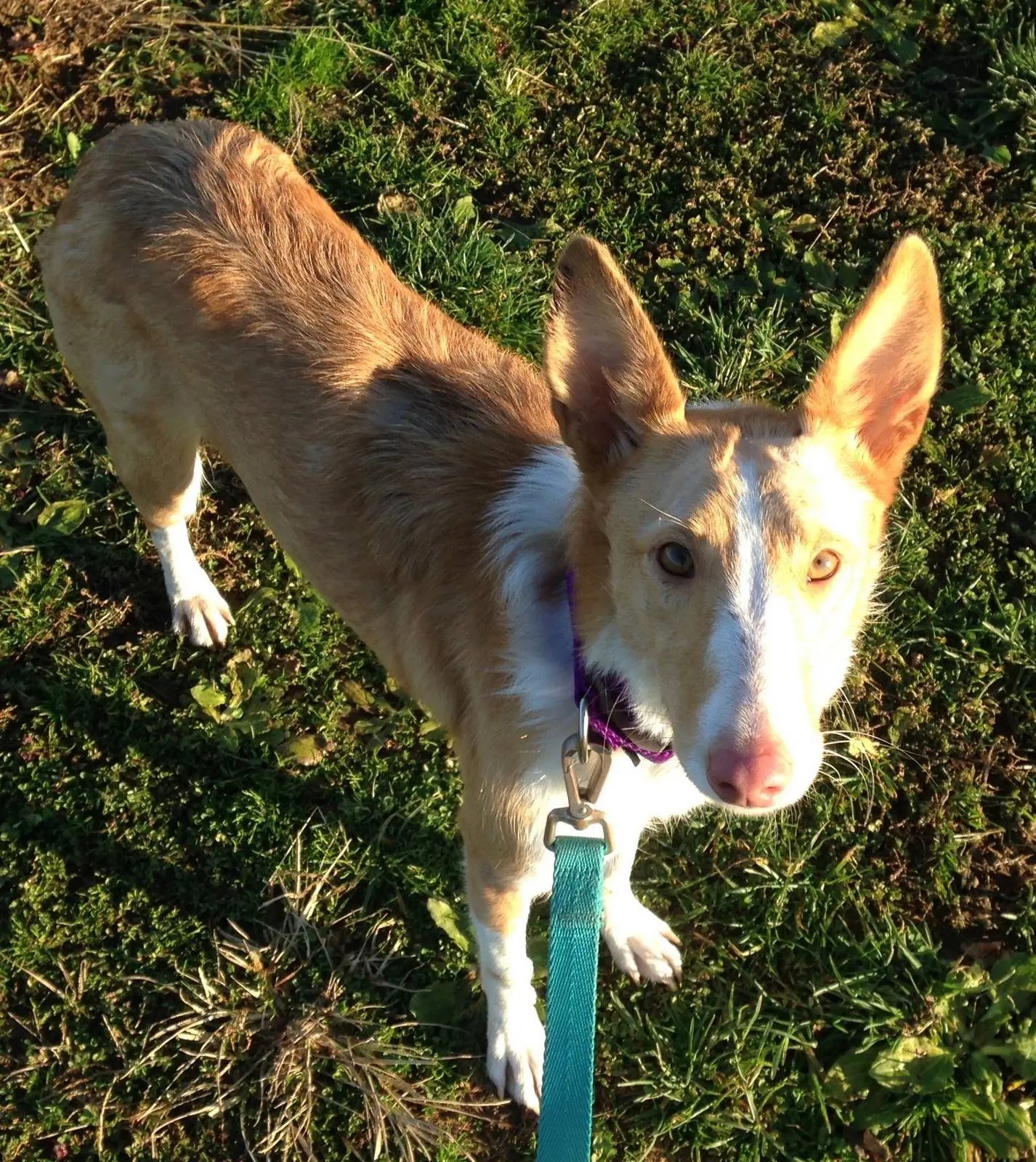 Dog, Just Adopted, Goes Missing in Greenport, Doesn't Know Where She