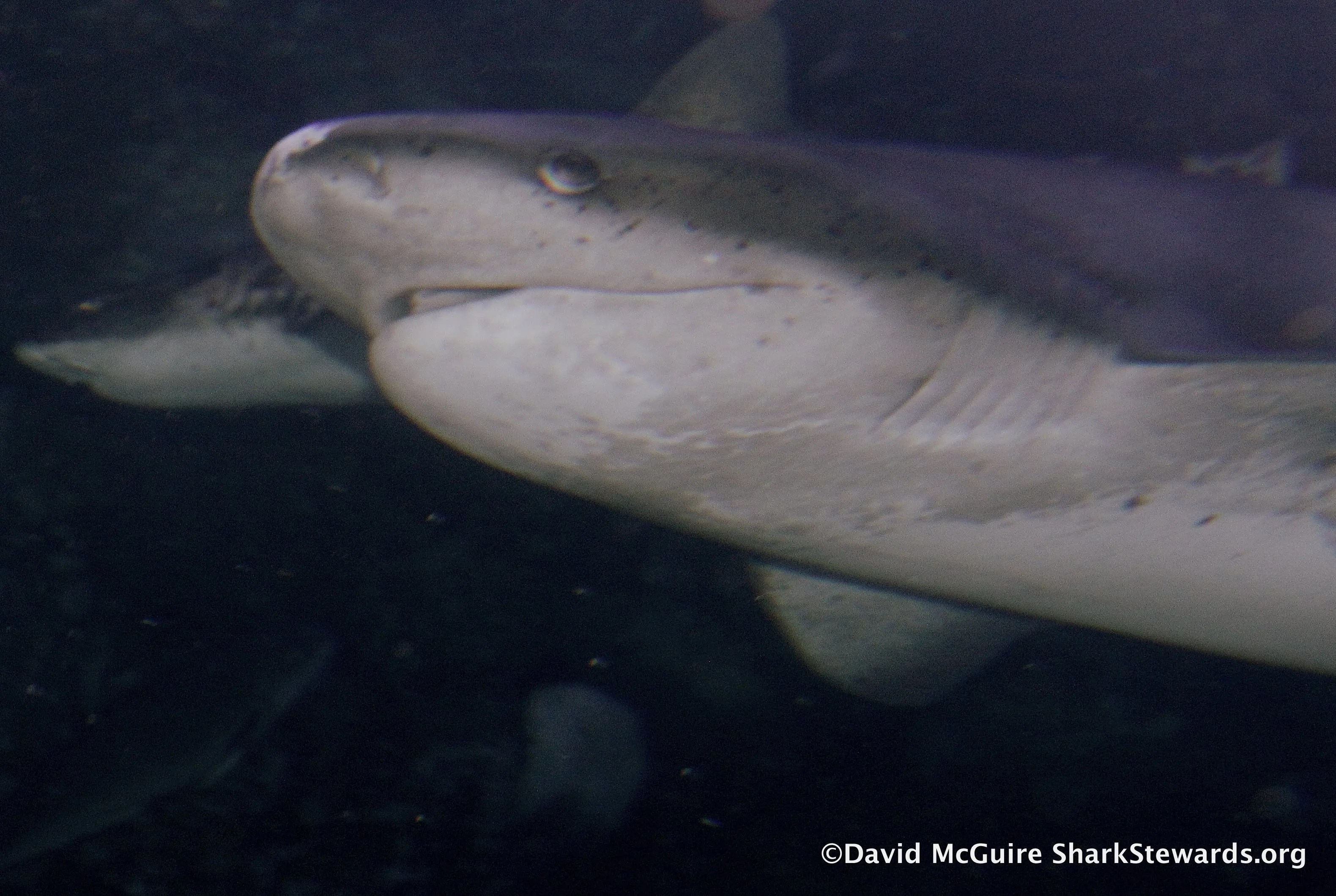Sharks of the California Coastline It's not only Great Whites San