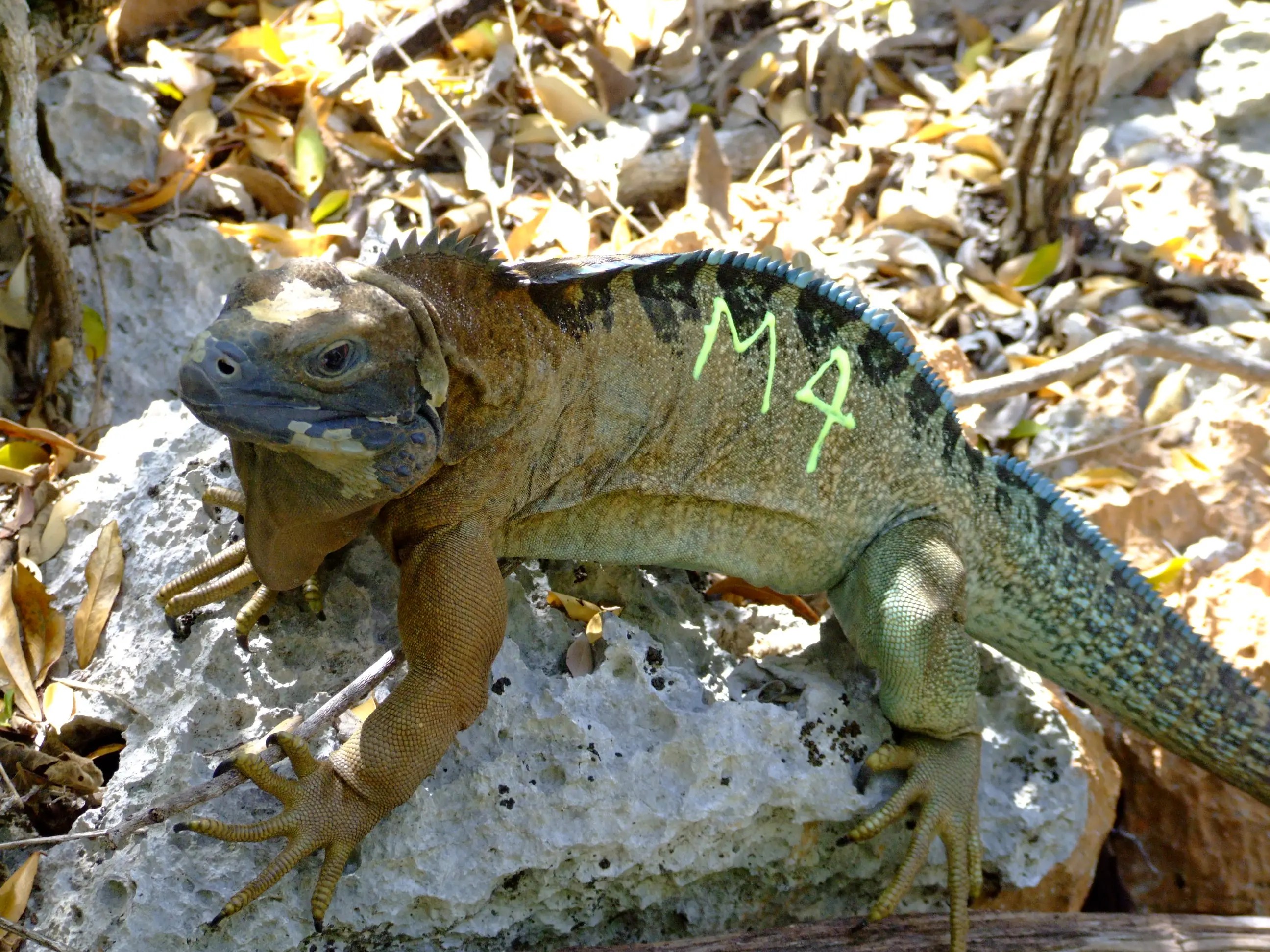 San Diego Zoo Helps Endangered Jamaican Iguana San Diego, CA Patch