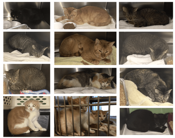 Free 'Barn Cat' Adoptions in Lawrenceville, GA Patch