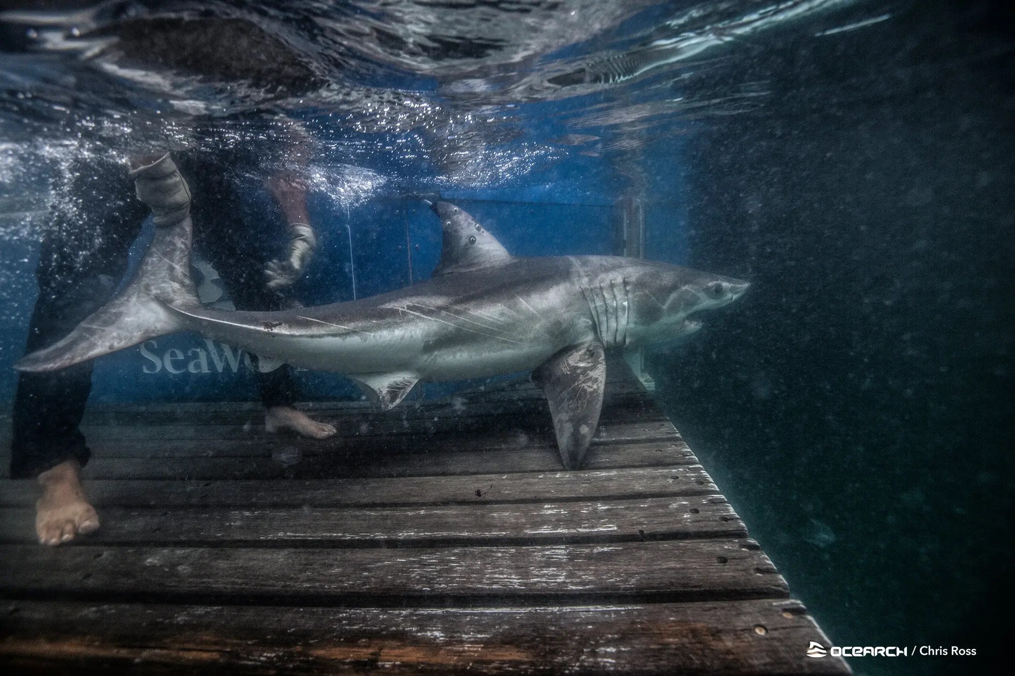 Are There Great White Sharks In The Long Island Sound 900-Pound Shark, Freya, Spotted Off Coast Of Long Island | Montauk, Ny Patch