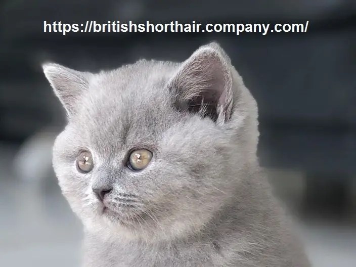 British-Shorthair-Adoption - St. Michael, Mn Patch