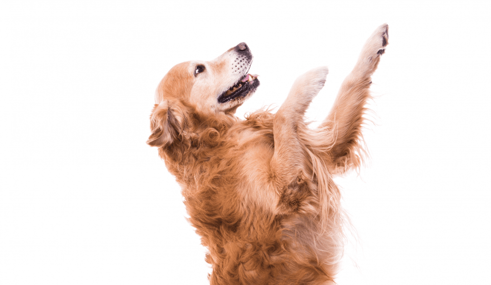 How to get your Dog to Quit Jumping!!