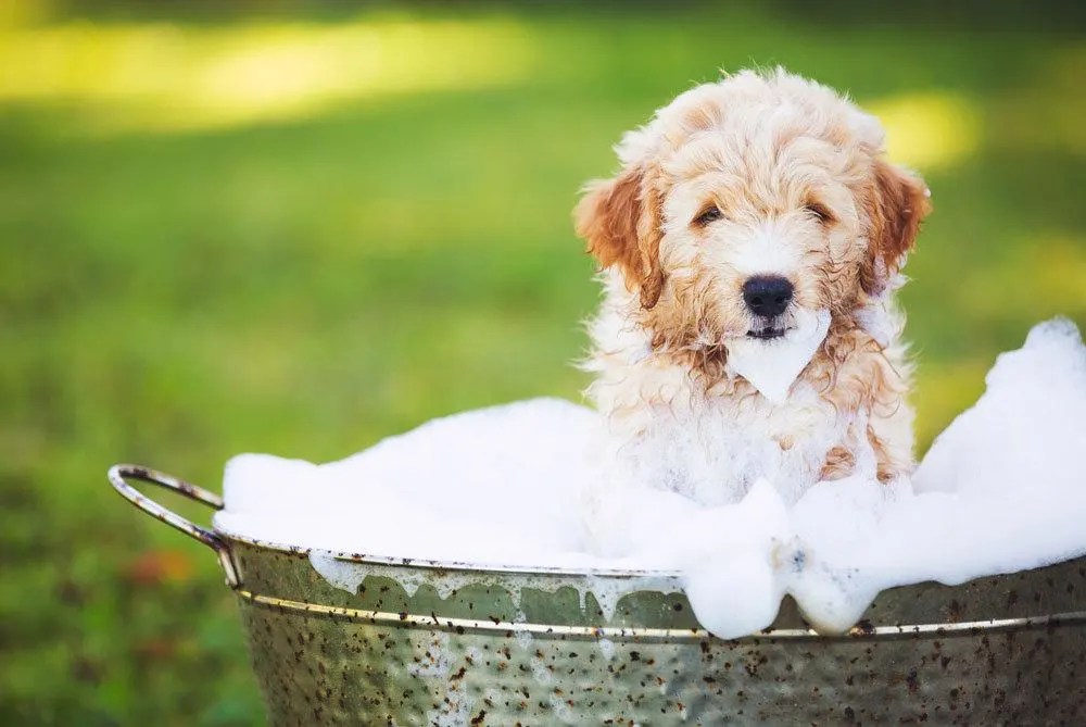 How to Make Homemade Puppy Shampoo