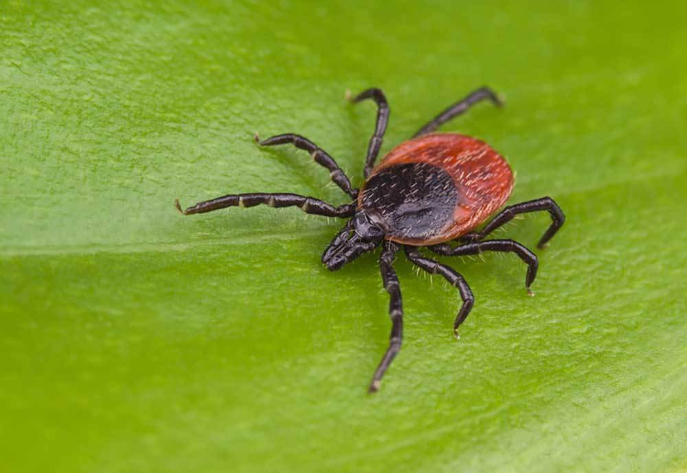 Can Dogs Get Ticks in the Winter?