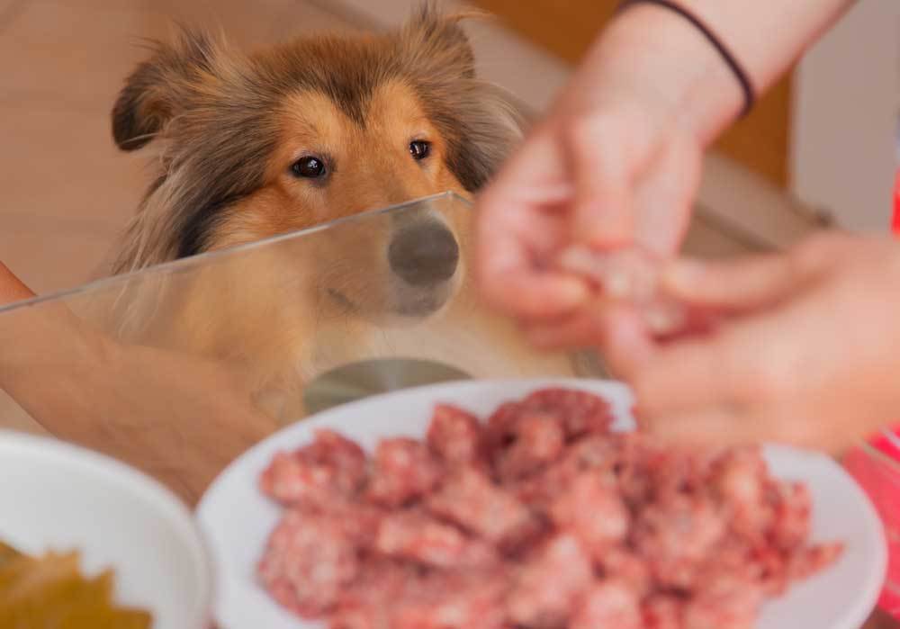 9 Recipes for Dog Friendly Meatballs simple and