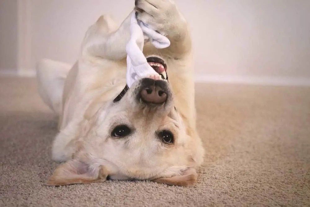 How to Make Dog Toys Out of Socks 5 Ways