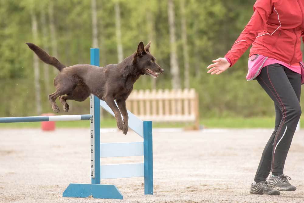 11 Dog Breeds that Can Jump High