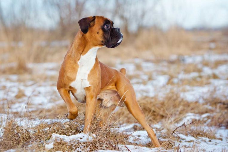 10 High Strung Dog Breeds